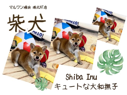 【 柴犬 】愛嬌たっぷりの大和撫子！2ヶ月の柴子さん