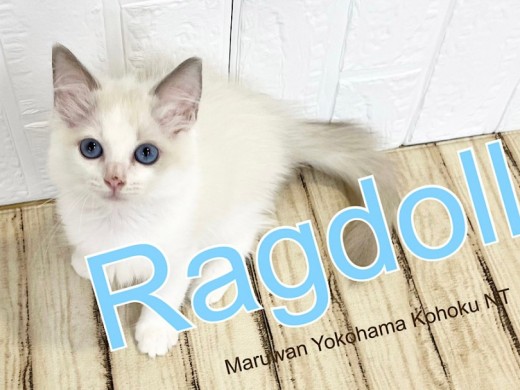 【 ラグドール 】コバルトブルーの美しい瞳のラグドール