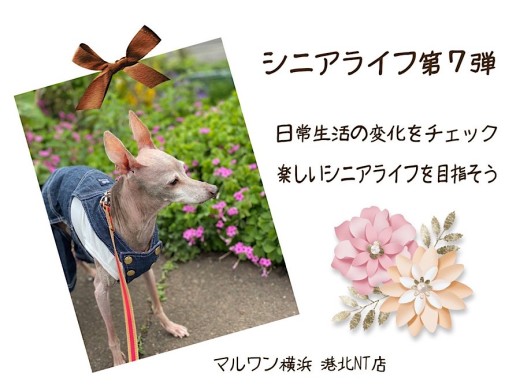 【 お役立て情報 】シニア犬の気をつけたい日常を解決しちゃおう