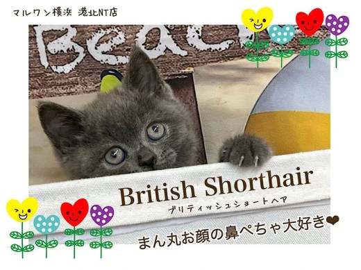 【 ブリティッシュショートヘア 】SNSでも『ぶちゃカワ』人気のブリティッシュ