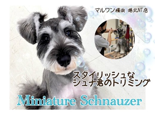 【 ミニチュア・シュナウザー 】7ヶ月のシュナ君のトリミングの様子