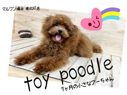 【 トイ・プードル 】7ヶ月タイニーサイズのプッチーガール
