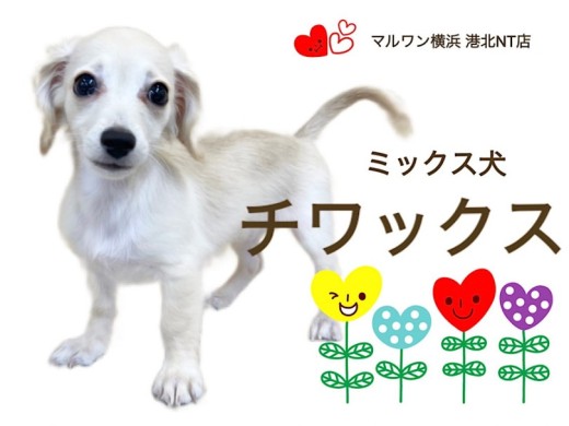 【 ミックス 】茶目っ気たっぷり4ヶ月のチワックスちゃん