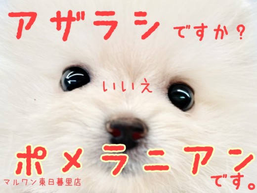 【 ポメラニアン 】全てにおいてプレミアムすぎるアザラシみたいなクリームポメ。