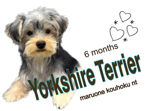 【 ヨークシャーテリア 】元気いっぱい垂れ耳ヨーキー6ヶ月になりました