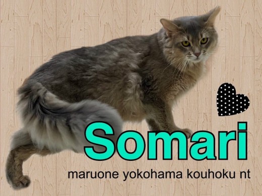【 ソマリ 】生後10ヶ月美しい被毛が自慢！犬の様な性格のソマリ君