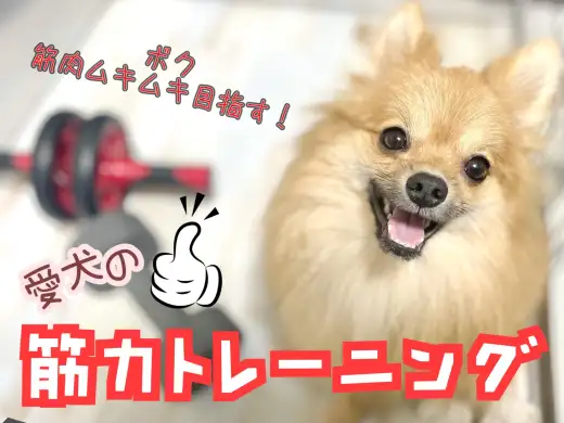 【 長生きの秘訣 】意外と重要！怪我＆肥満防止のための愛犬筋力トレーニング