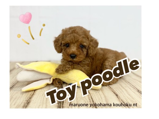 【 トイ・プードル  】濃厚レッドカラーにホワイトのアクセントが可愛い女の子