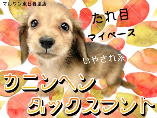 【 カニンヘンダックスフント 】胴長短足でマズルも短いおっとり垂れ目ガール！