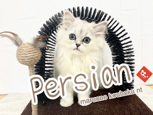 【 ペルシャ 】キラキラ輝くシルバーカラー！大きな瞳のプリンセス
