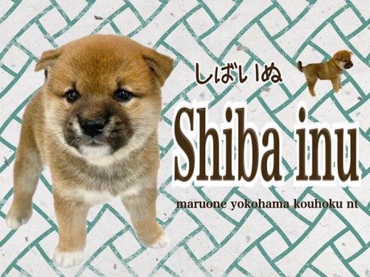 【 柴犬 】丸顔ボッテリ体型クマさんテイストのパーフェクト柴君