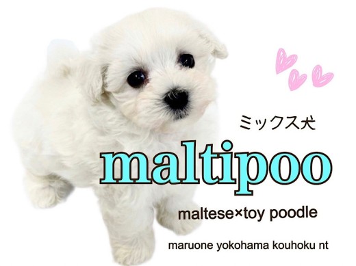 【 ミックス犬 】MIX犬界のアイドル！マルプー君