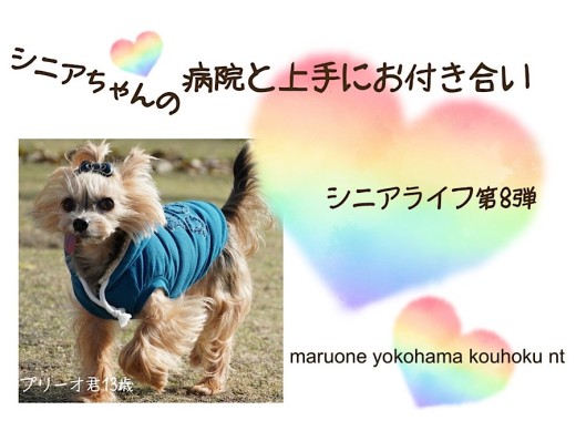 【お役立て情報】シニア犬の病院と上手にお付き合い