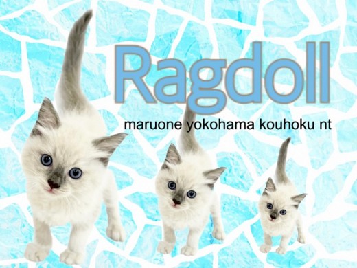 【 ラグドール 】コバルトブルーの瞳の美少女、ラグドール