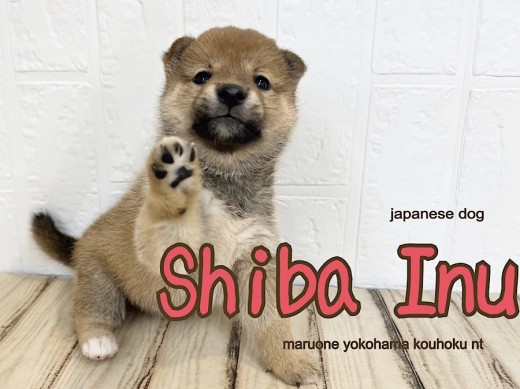 【 柴犬 】笑顔がかわいい、ムッチリボディの赤柴の女の子