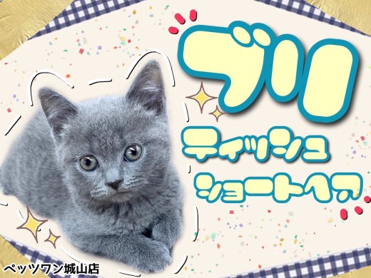 【ブリティッシュショートヘア】思わず触りたくなるホッペの猫