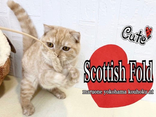 【 スコティッシュフォールド 】7ヶ月の順応性抜群のスコティッシュ君