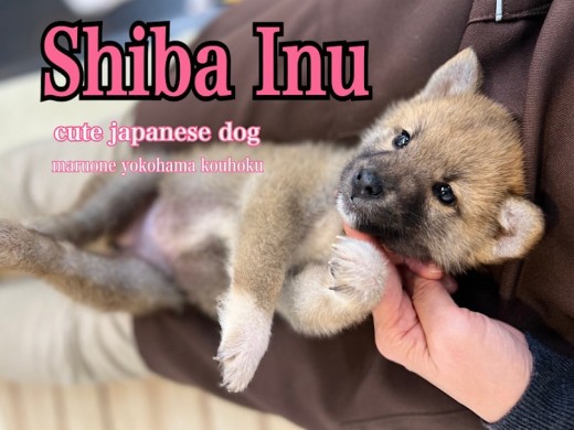 【 柴犬 】和犬の人気犬種！大和撫子を目指す柴子ちゃん