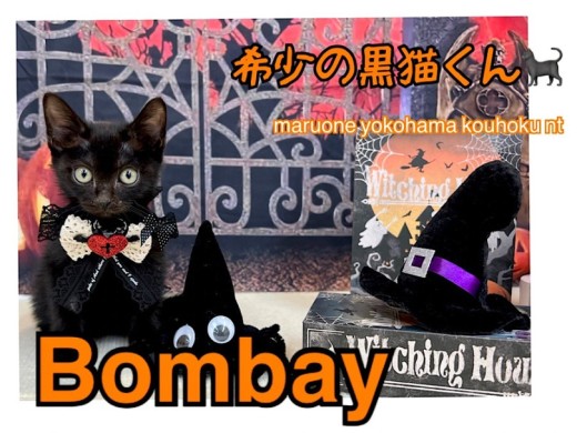 【 ボンベイ 】希少！カッコ可愛い甘えん坊の黒猫さん！