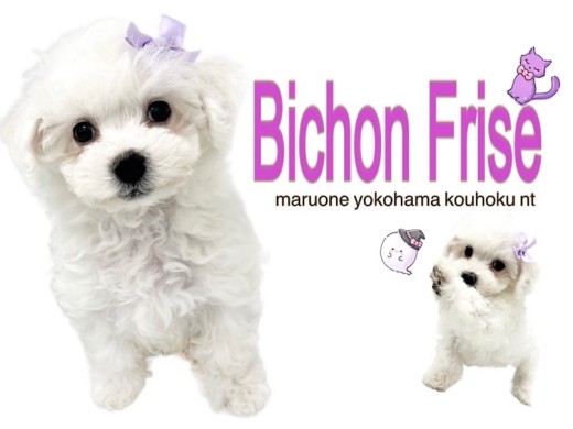 【 ビションフリーゼ 】リボンがお似合いの可愛いアフロ犬がやって来た！