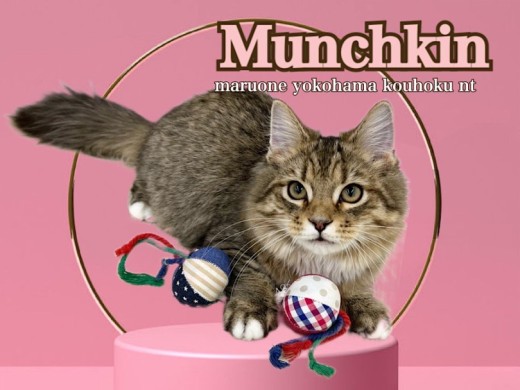 【 マンチカン 】短足マンチカン5ヶ月の今がオススメ！