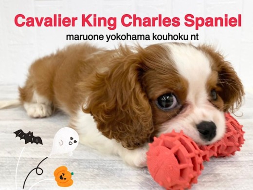 【 キャバリア 】発色がスペシャル綺麗なブレンハイムの女の子