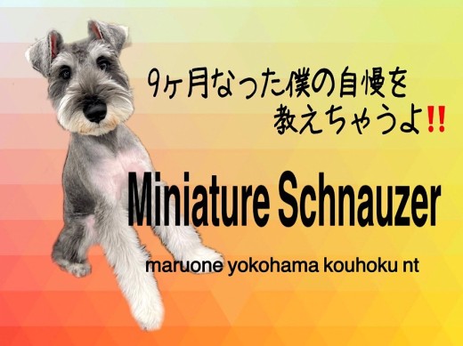【 ミニチュアシュナウザー 】9ヶ月のシュナ君の自慢の3つ