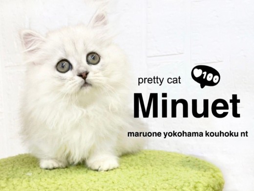 【 ミヌエット 】超短足！シルバーカラーの癒し系女子