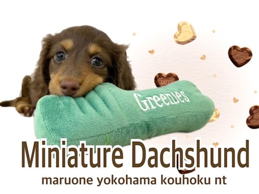 【 ミニチュア・ダックスフント 】キレイな色合いの瞳とチョコカラーの女の子