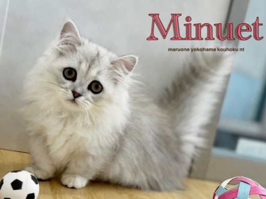 【 ミヌエット 】短足のペルシャ？いいえ、ミヌエットです
