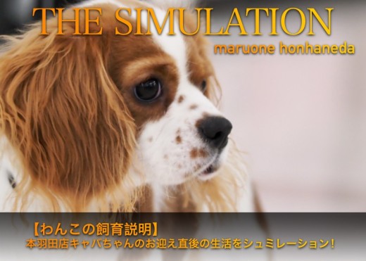 【 わんこの飼育説明 】本羽田店キャバちゃんのお迎え直後の生活をシュミレーション！