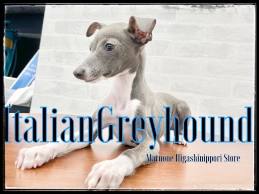 【 イタリアングレーハウンド 】小型犬種で一番スタイリッシュなイケメン犬