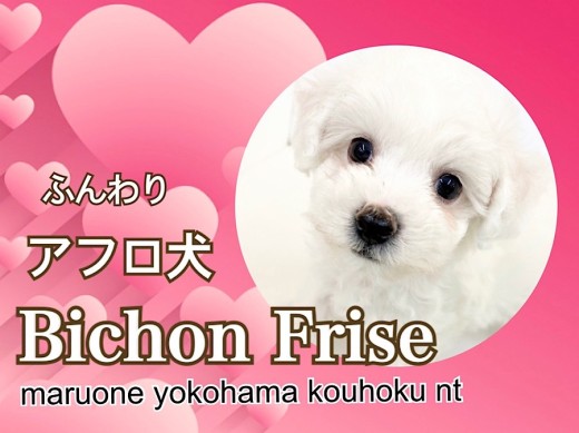 【 ビションフリーゼ 】海外でも大人気！綿アメみたいな女の子