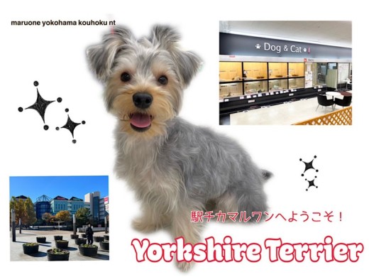 【 ヨークシャーテリア 】ヨーちゃんがご紹介！マルワンNT店はこんなお店