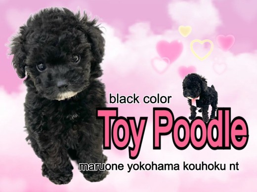 【 トイ・プードル 】NT店に舞い降りてきたプリンセス！ブラックプーちゃん