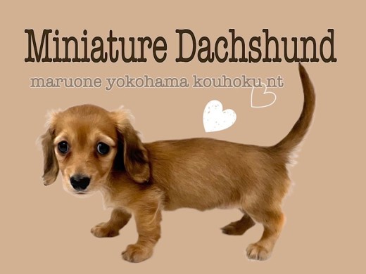 【 ミニチュア・ダックスフント 】美しすぎるレッドカラーのダックスちゃん