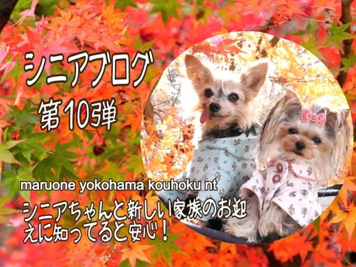 【 お役立て情報 】シニアちゃんと新しい家族のお迎えに知ってると安心！