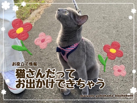 【 お役立て情報 】猫さんだってお出かけできちゃう！