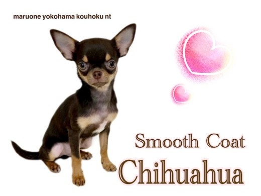 【 チワワ 】スムチーくん、4つのオススメポイントをご紹介