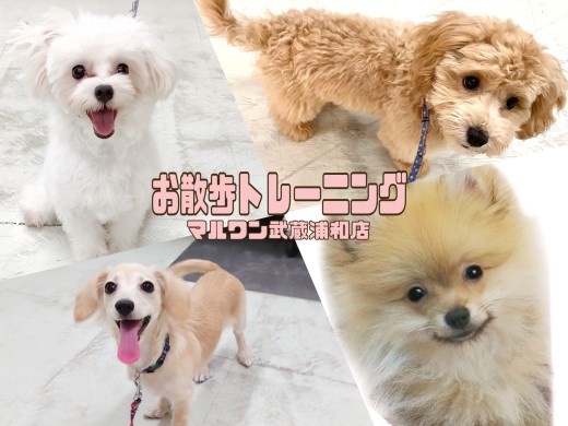 【 お散歩トレーニング 】お散歩の秘訣！愛犬とのお散歩で大切なこと
