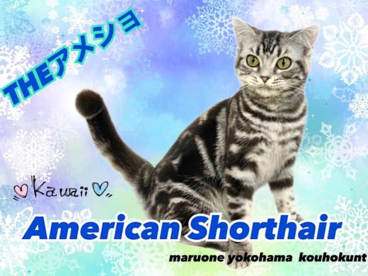 【 アメリカンショートヘア 】これぞTHEアメショ！綺麗なタビー模様の女の子