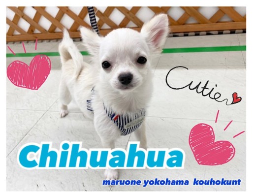 【 チワワ 】優しい男の子に成長した7ヶ月のチワワくん