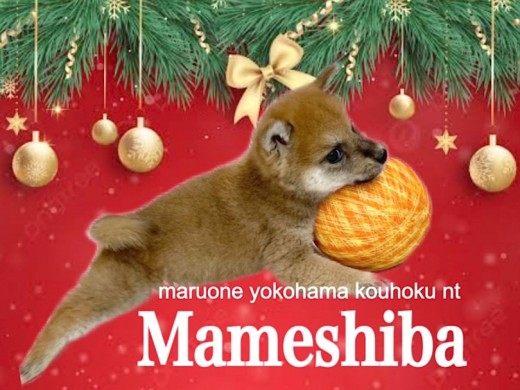 【 豆柴 】凛とした小さな豆柴くん生後76日の今