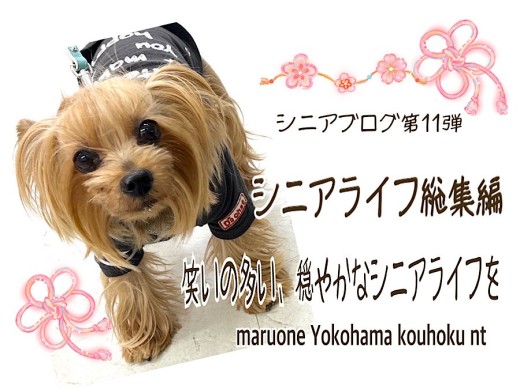 【 お役立て情報 】2022年のシニアライフの総集編