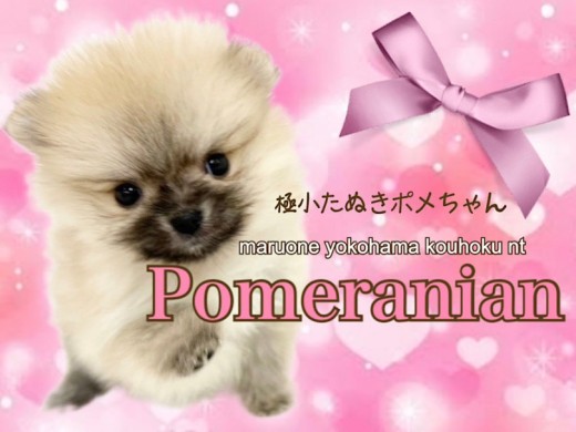【 ポメラニアン 】生後63日360グラムの極小たぬきポメ