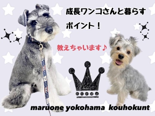 【 お役立て情報 】成長したワンコさんのおすすめポイント！