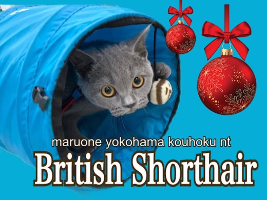 【 ブリティッシュショートヘア 】5ヶ月になるブリちゃんの成長