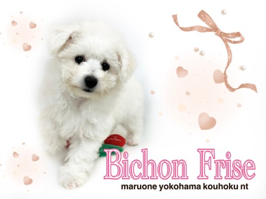 【 ビションフリーゼ 】ふわモコプリンセスビションちゃんの生後3ヶ月