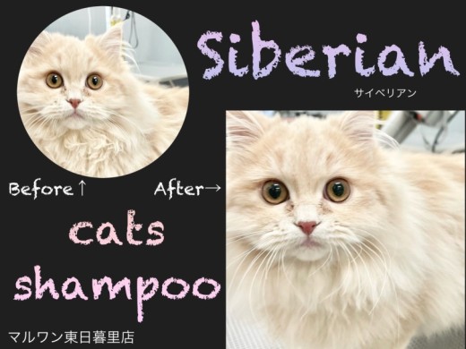 【 サイベリアン 】猫シャンプーブログ～美サイベちゃん編～