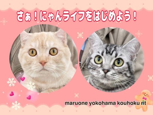 【 お役立て情報 】9ヶ月を迎えた猫さんと新しいニャンライフを満喫しませんか？